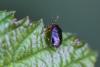 273288 – Photo : Daniel Ventard – France (71)